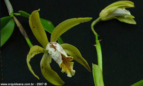 Cultivo de orquídeas