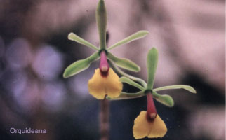 Epidendrum