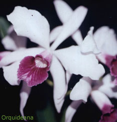 Laelia