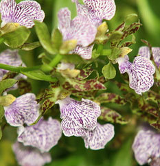 Zygopetalum 