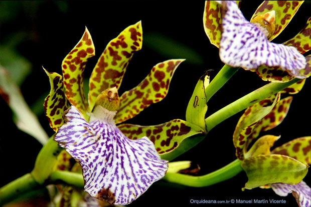 Zygopetalum 