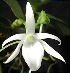 Angraecum