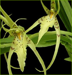 Brassia