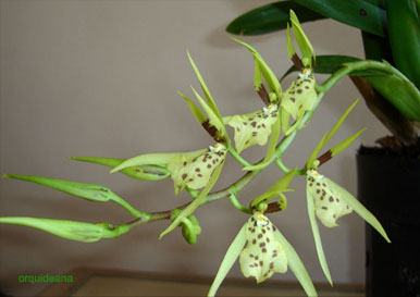 Brassia