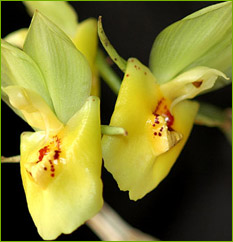 Catasetum