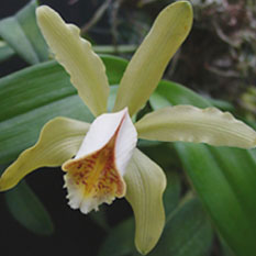 Cattleya 