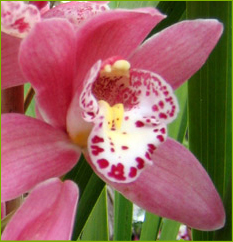 Cymbidium