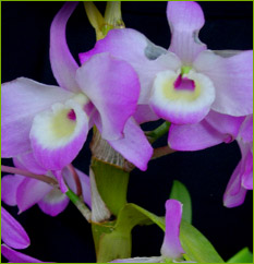 Dendrobium