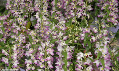 Dendrobium