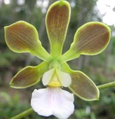 Encyclia