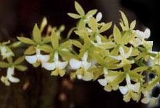 Epidendrum