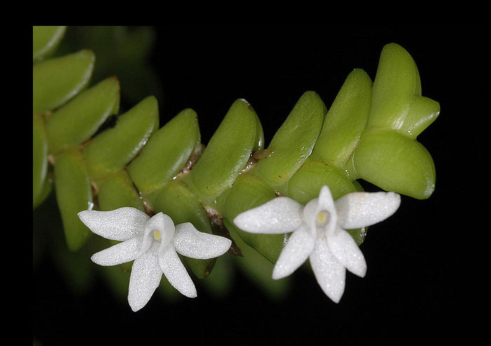 Angraecum distichum