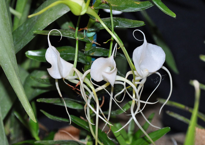 Angraecum germinyanum