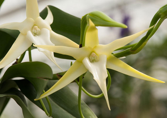 Angraecum sesquipedale