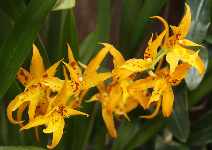 Brassia Golden Threats x Ada aurantiaca