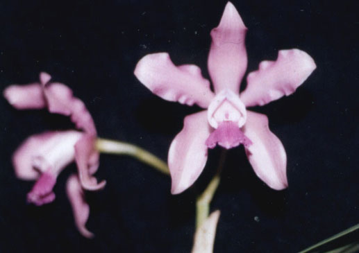 Cattleya guttata x C. Harrisone