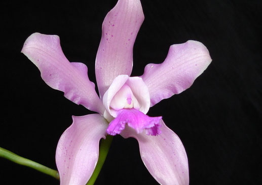 Cattleya Sr.Alberto