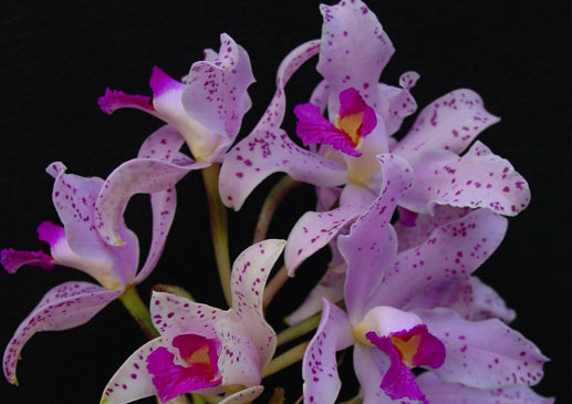 Cattleya amethistoglossa