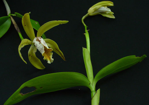 Cattleya forbesii