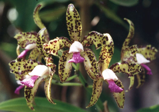 Cattleya guttata x C.Ivirrisone