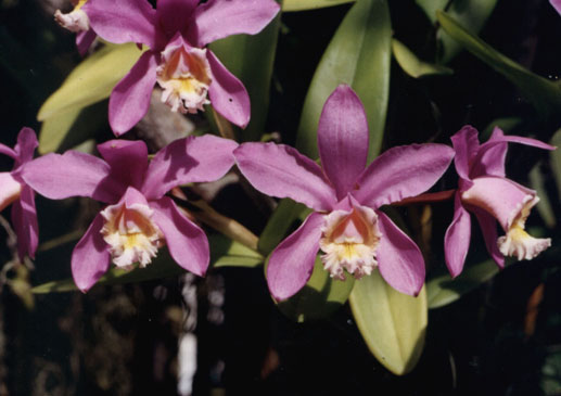 Cattleya harrisone