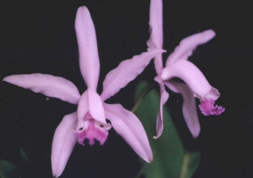 Cattleya intermedia