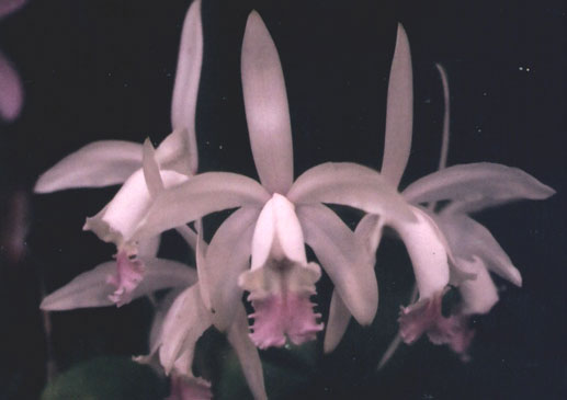 Cattleya intermedia amesiana