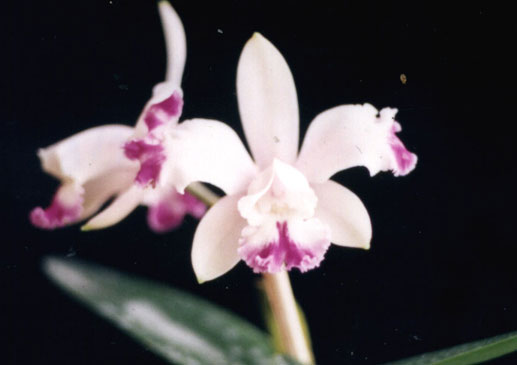 Cattleya intermedia aquine