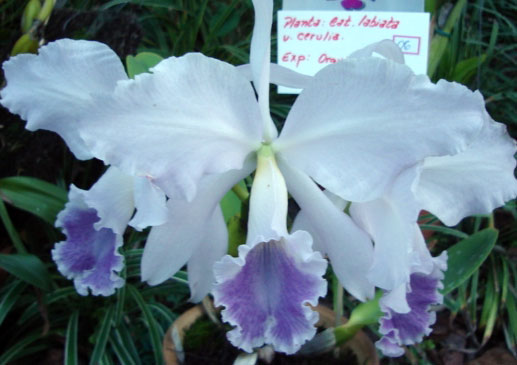 Cattleya labiata coerulea