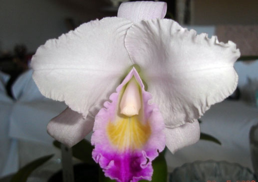 Cattleya quadricolor