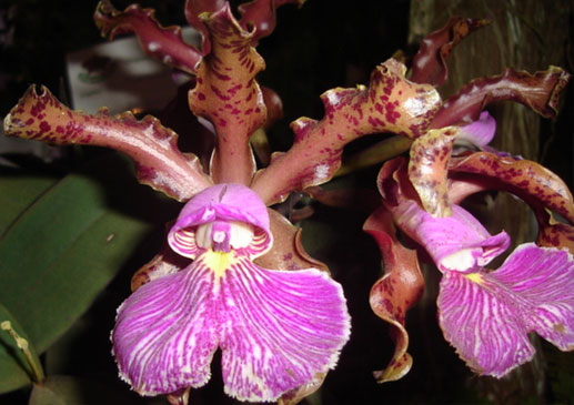 Cattleya schilleriana