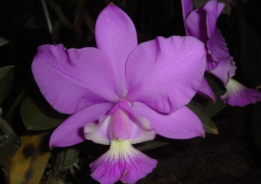 Cattleya walkeriana