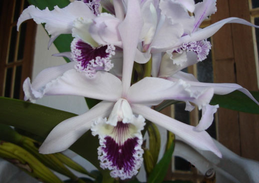 Laelia crispa