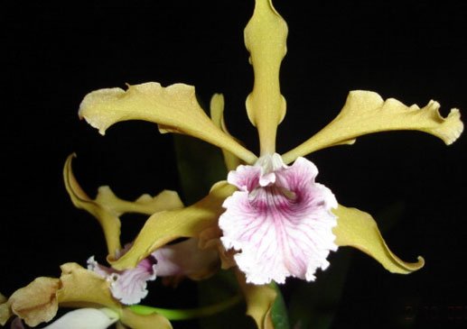 Laelia grandis