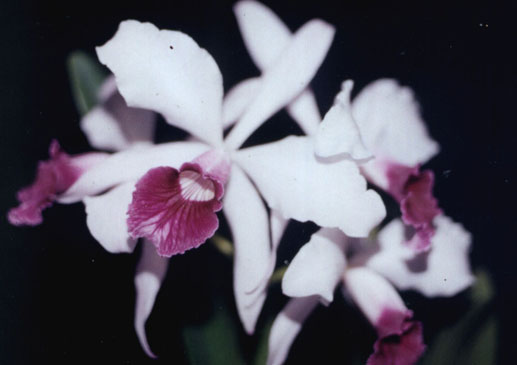 Laelia purpurata