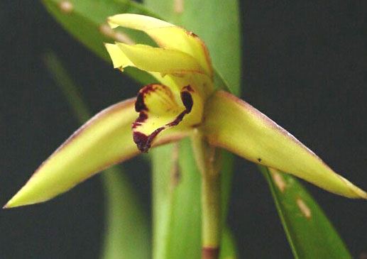 Maxillaria marginata