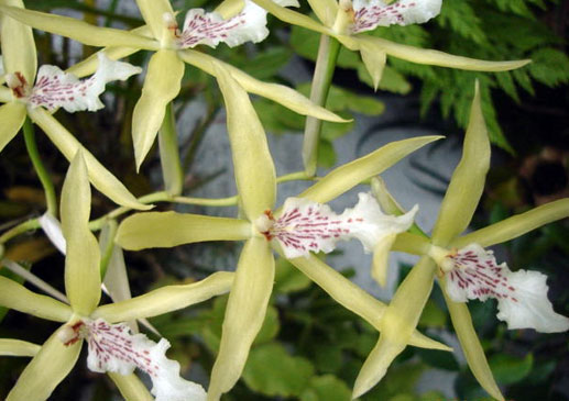 Miltonia flavences