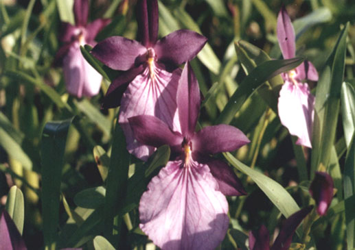 Miltonia moreliana