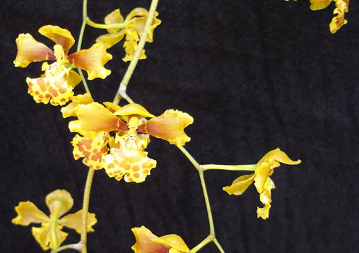 Oncidium sarcodes