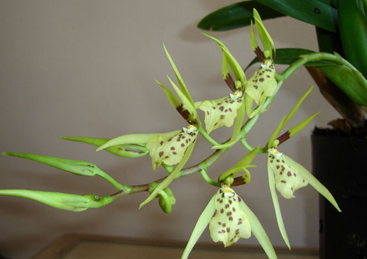 Brassia aracnoide