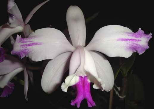 Cattleya intermedia flamea