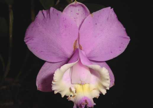 Cattleya loddigesii punctata