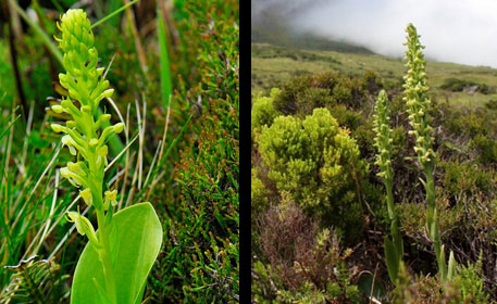 A ORQUÍDEA MAIS RARA DA EUROPA: Platanthera azorica