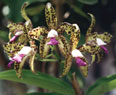 Fotos de Orquídeas