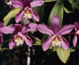 Cattleya harrisone