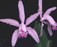 Fotos de Orquídeas
