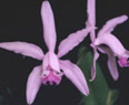 Cattleya intermedia