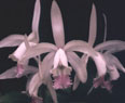 Orquídeas