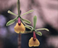 Fotos de Orquídeas