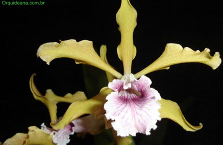 Laelia